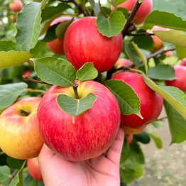 kinnaur apples