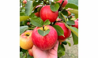 KINNAUR APPLES