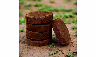 Cow dung Cake
