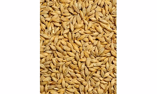 Barley