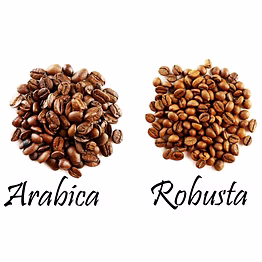 arabica and robusta coffee beans arabica