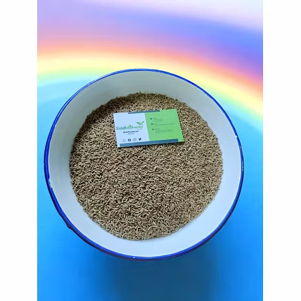 CORIANDER-3