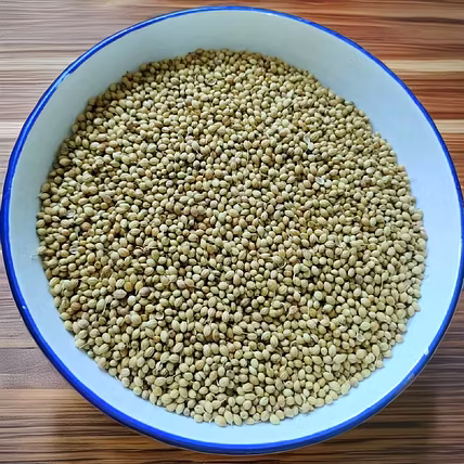 CORIANDER-4