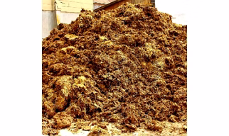 Cow Dung