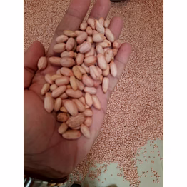 peanut