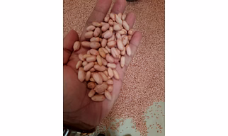 Peanut