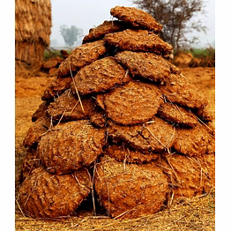 cow dung