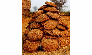 Cow Dung