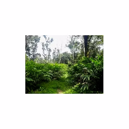 Green Cardamom-2