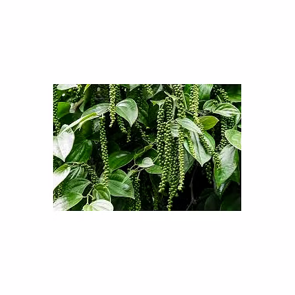 black pepper-2