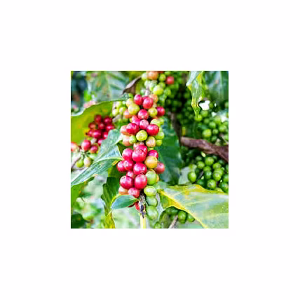 green coffee-1