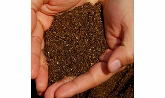 Insect - Ento Compost