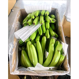 fresh g9 cavendish bananas