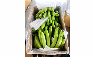 Fresh G9 Cavendish bananas