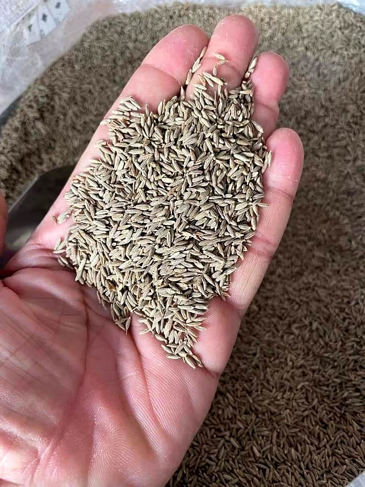 cumin seeds