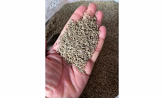 Cumin seeds