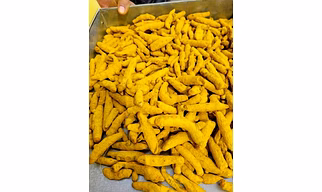 Dry Turmeric Fingers