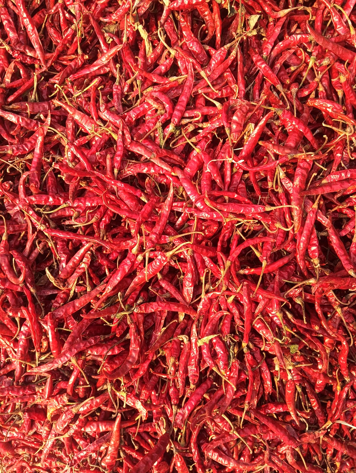 dry red chilli