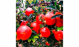 Fresh Pomegranate