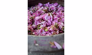 Rose Oil