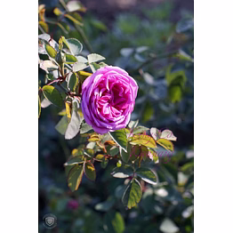 pink rose rose water face mist