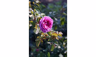 Rose Water Face Mist