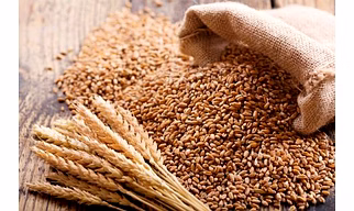 Wheat