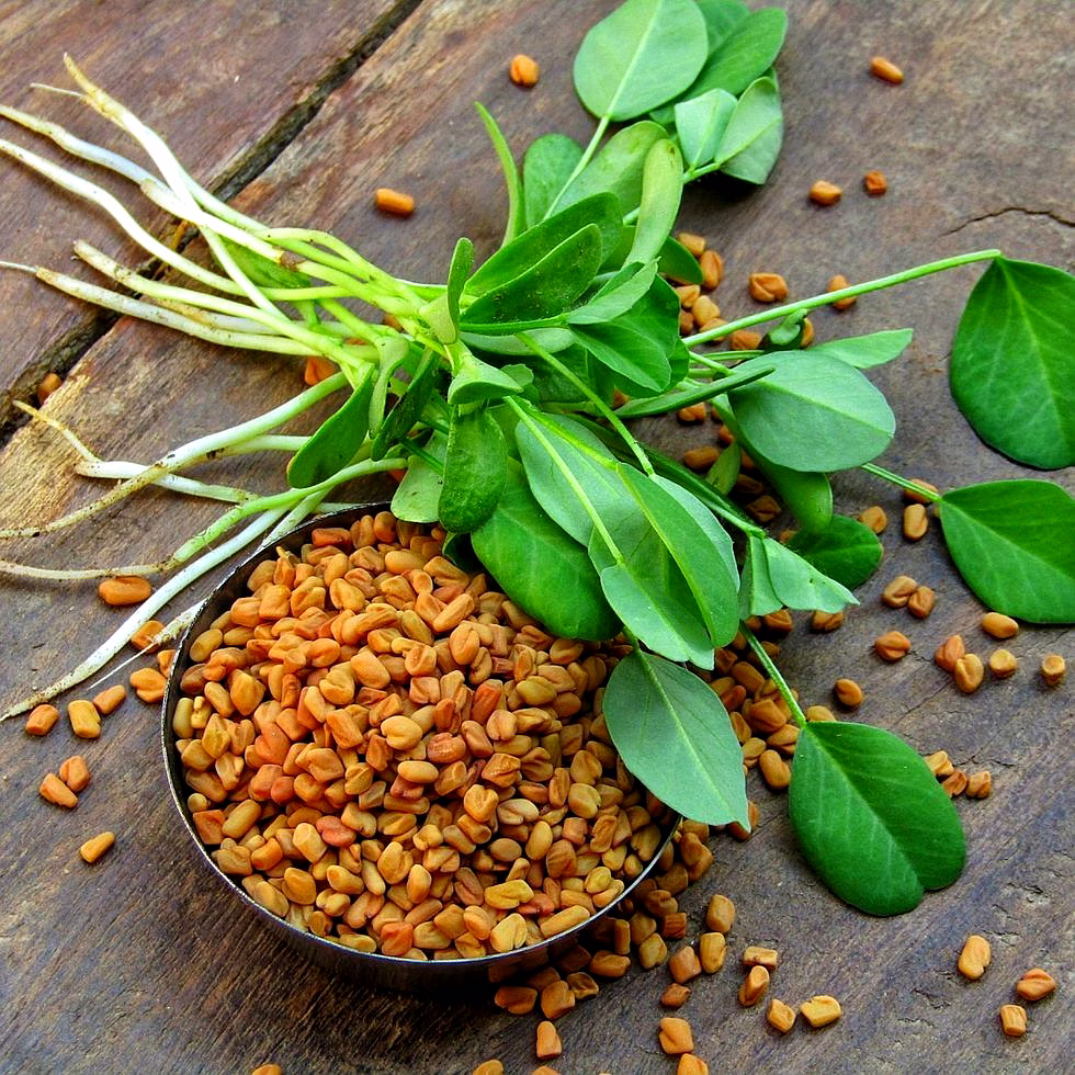 fenugreek seeds (methi)