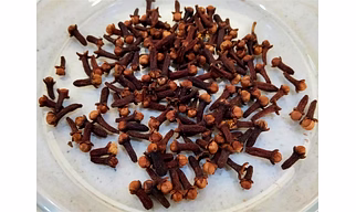Clove