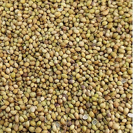 unitattva coriander seeds