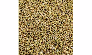 Coriander Seeds