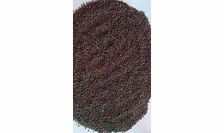 Black Mustard Seeds