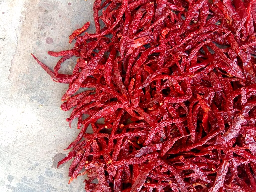 Syngenta 5531 Dry Red Chilli image 1