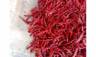 Syngenta 5531 Dry Red Chilli