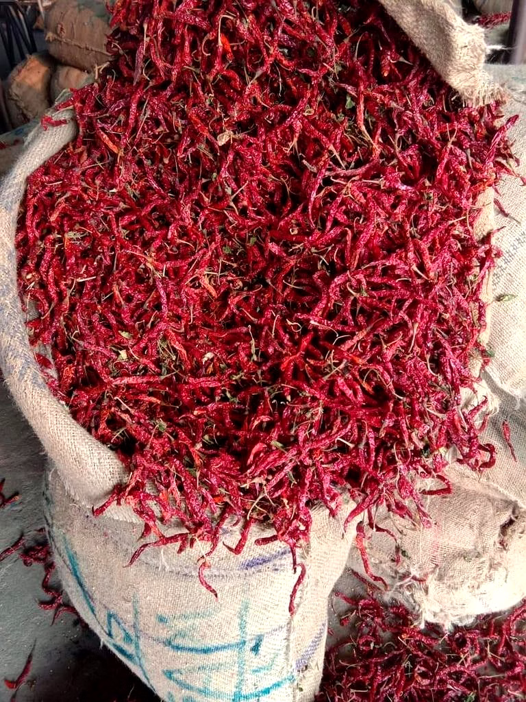 Syngenta 5531 Dry Red Chilli image 2
