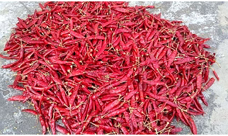 334/S4/S10/Sannam Dry Red Chilli