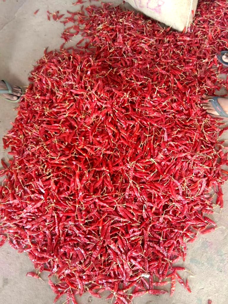 334/S4/S10/Sannam Dry Red Chilli image 2