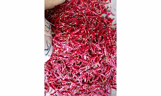 Endo 5/No 5 Dry Red Chilli