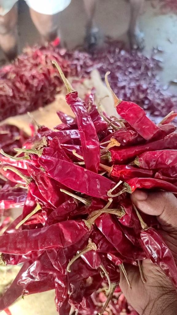 Endo 5/No 5 Dry Red Chilli image 3