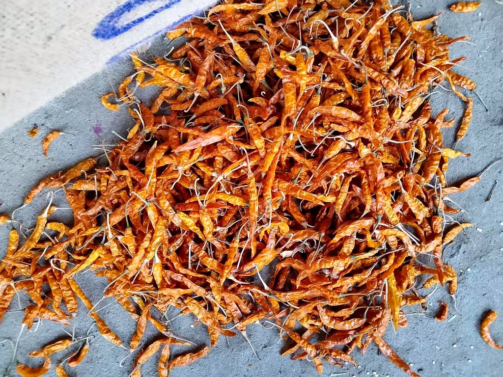 dried yellow chilli/dry yellow chilli