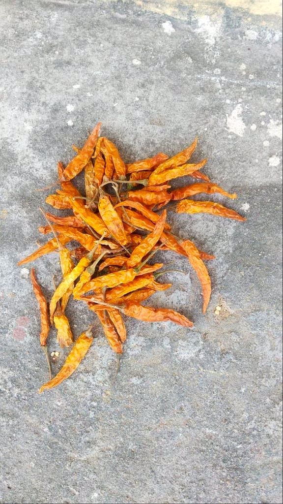 Dried Yellow Chilli/Dry Yellow Chilli image 3