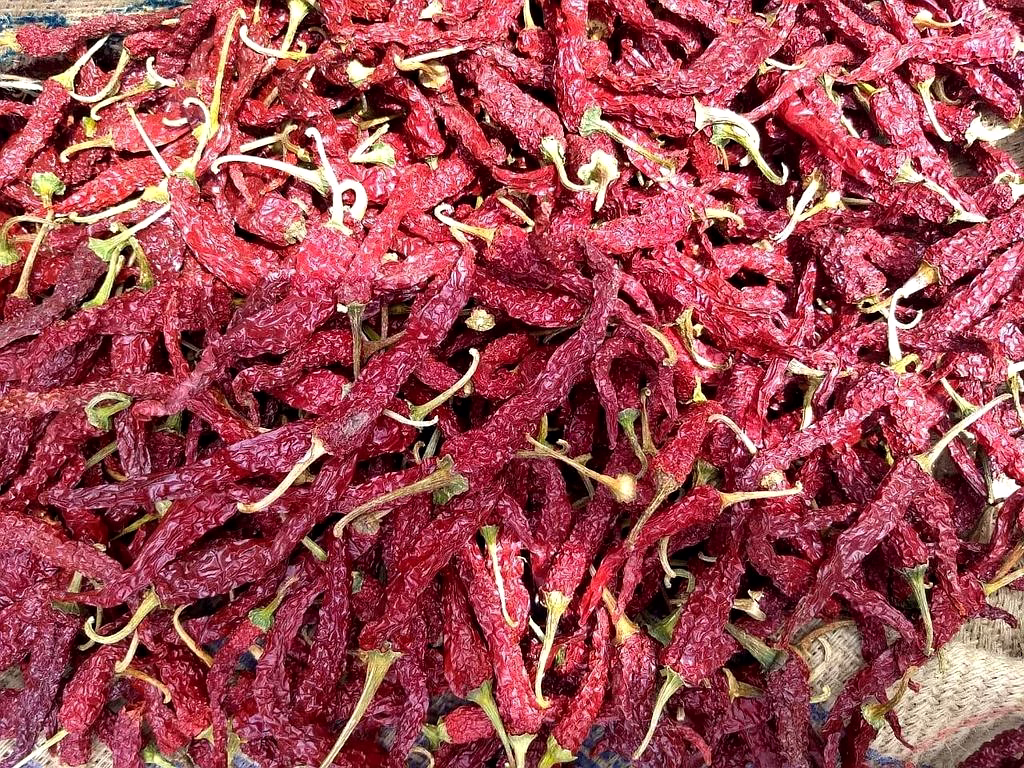 kashmiri dry red chilli