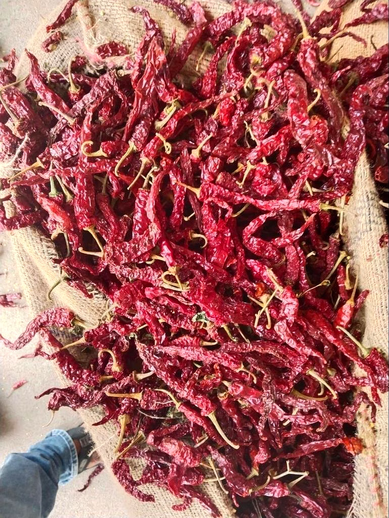 Kashmiri Dry Red Chilli image 3