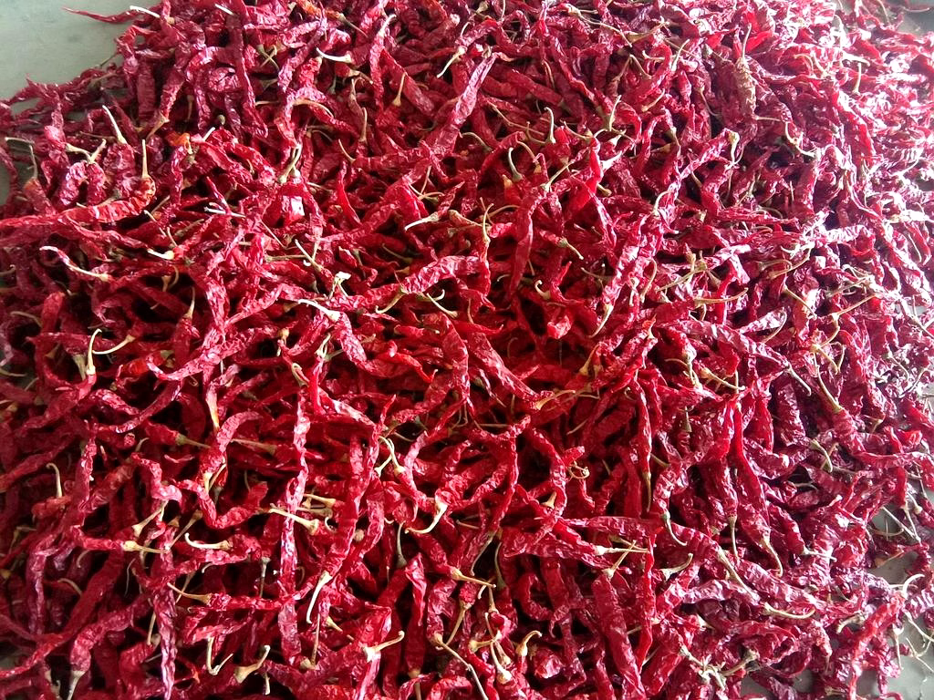 273 Dry Red Chilli image 2