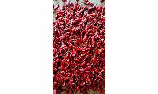Bullet Dry Red Chilli