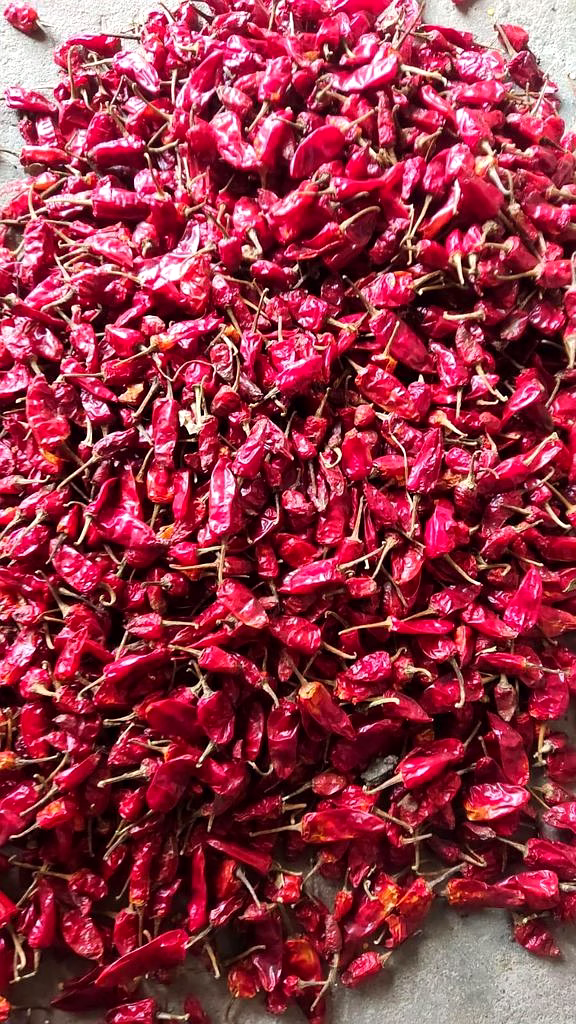 Bullet Dry Red Chilli image 2