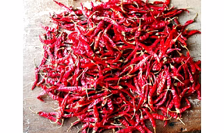 Shark Dry Red Chilli