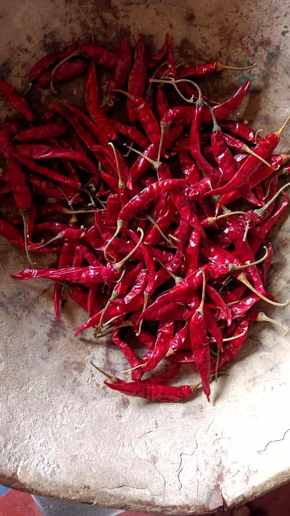 Shark Dry Red Chilli image 3