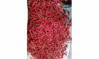 Romi 26 Dry Red Chilli