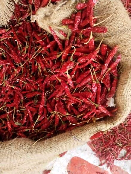 Romi 26 Dry Red Chilli image 2